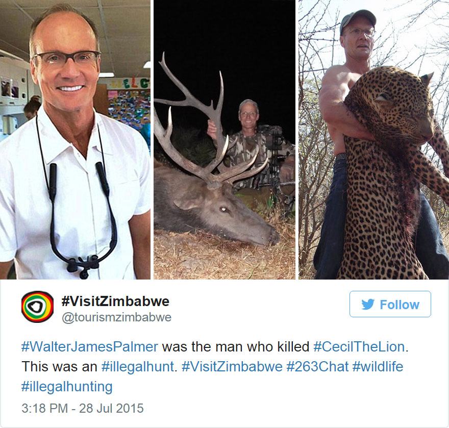 caza-ilegal-cecil-leon-zimbabue-walter-palmer (7)
