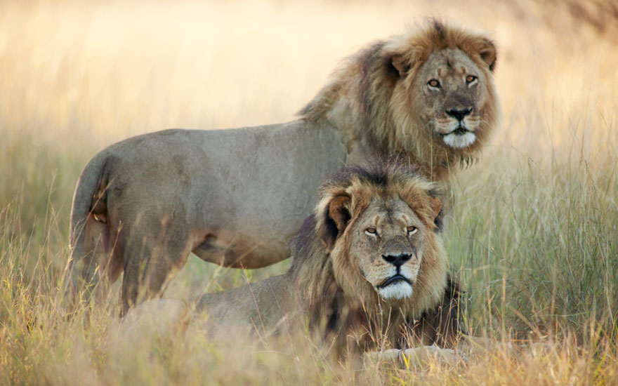 caza-ilegal-cecil-leon-zimbabue-walter-palmer (9)