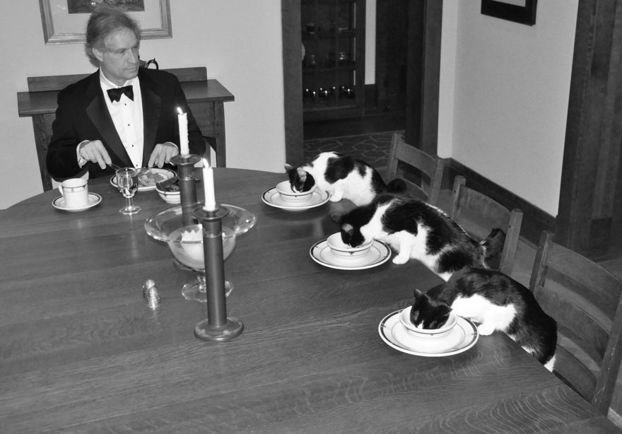 cena-elegante-gatos-solo-casa-greatcanine (1)