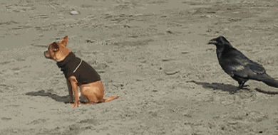 corvidos-troleando-animales-cola (1)