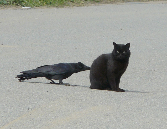 corvidos-troleando-animales-cola (2)