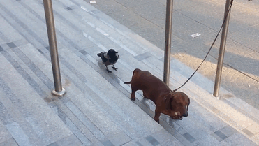 corvidos-troleando-animales-cola (6)
