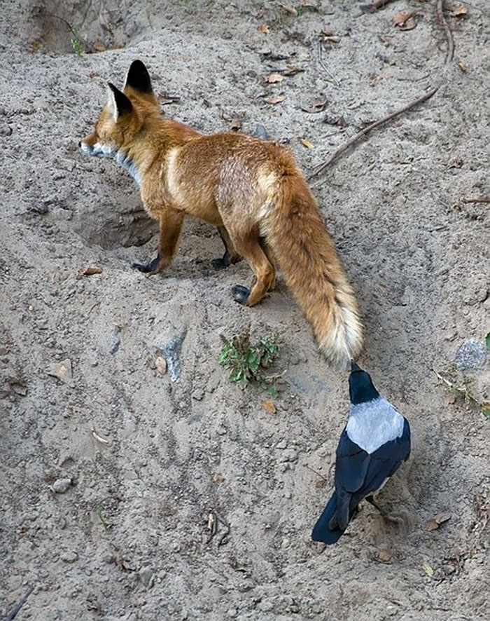 corvidos-troleando-animales-cola (9)