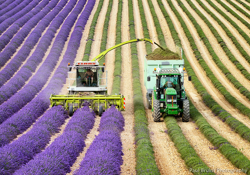 cosecha-campos-lavanda (1)