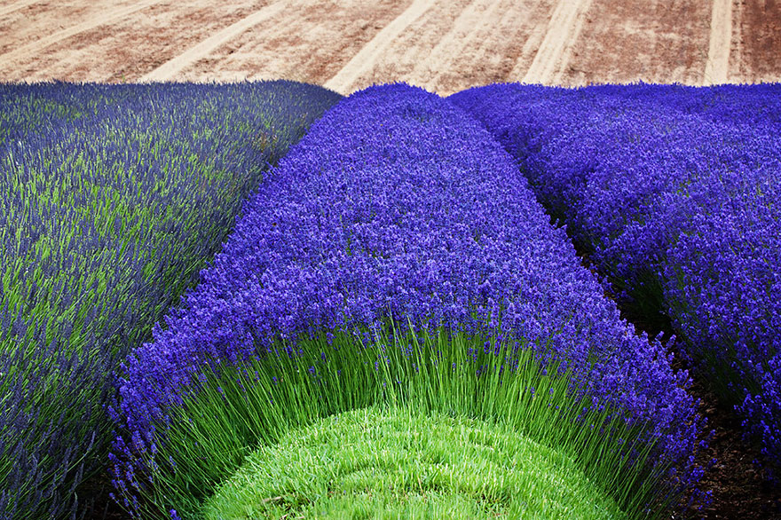 cosecha-campos-lavanda (2)