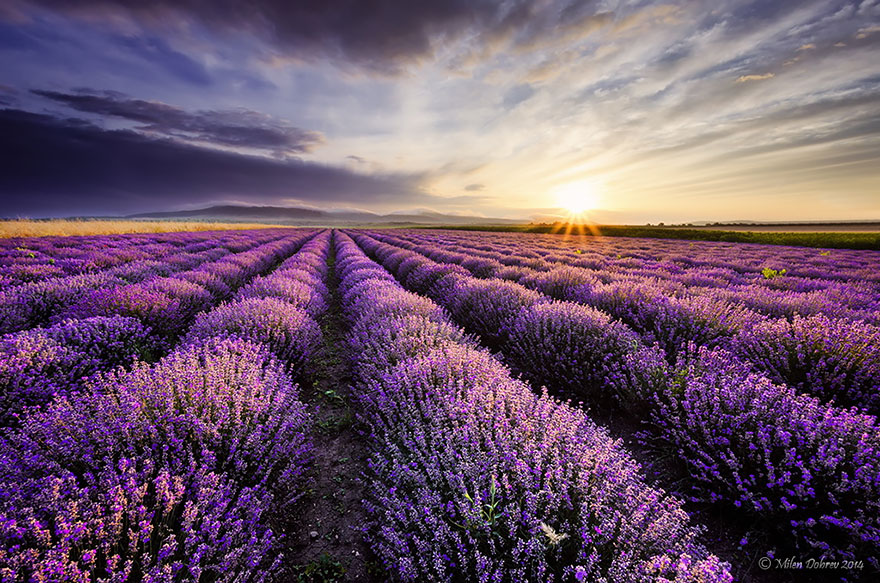 cosecha-campos-lavanda (3)
