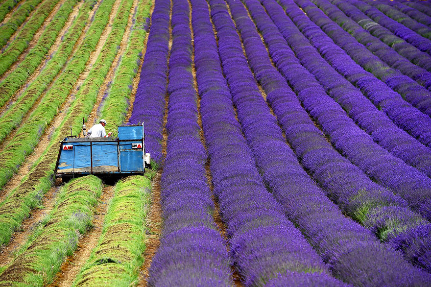 cosecha-campos-lavanda (4)