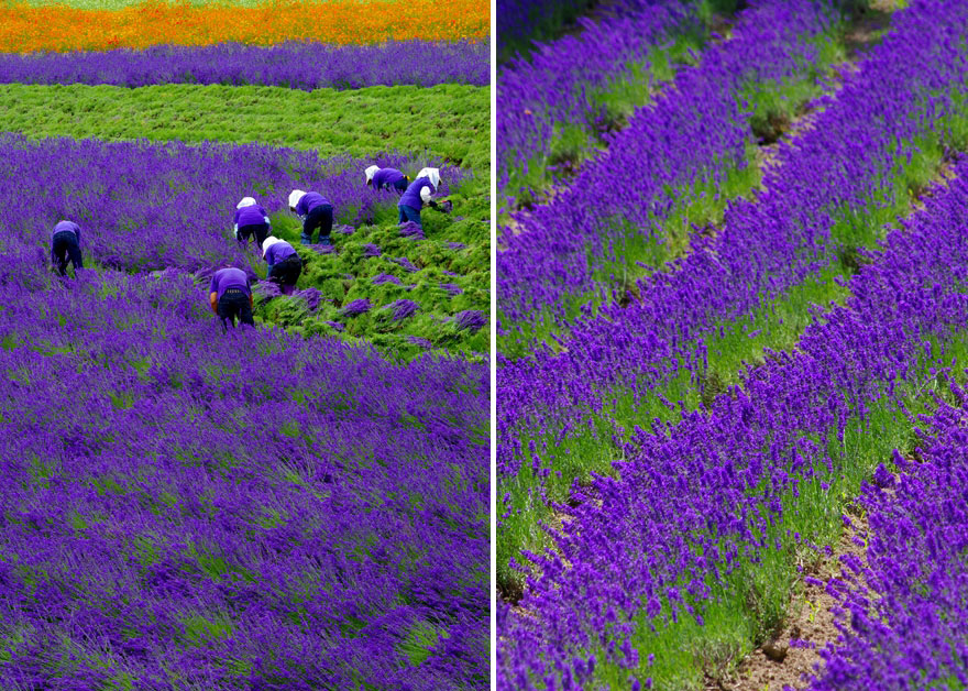 cosecha-campos-lavanda (5)