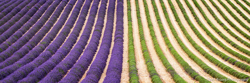 cosecha-campos-lavanda (6)