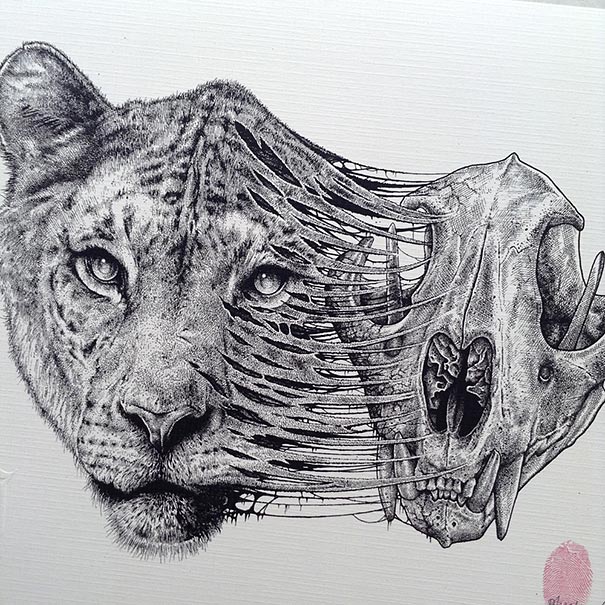 dibujos-esqueletos-animales-paul-jackson (10)