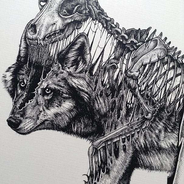 dibujos-esqueletos-animales-paul-jackson (2)