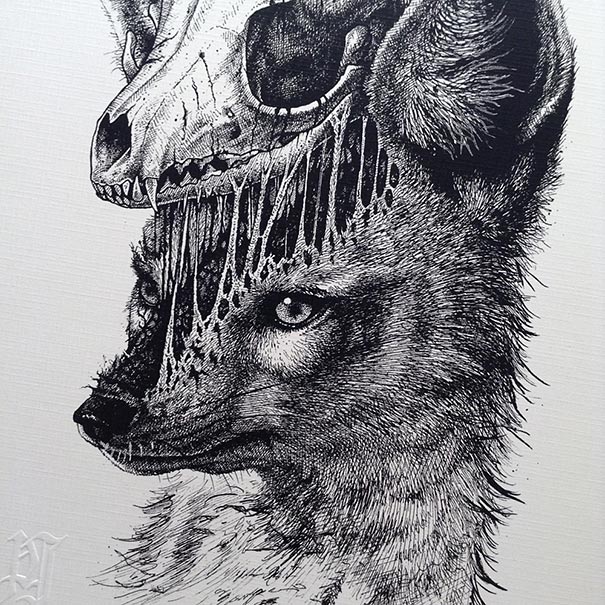 dibujos-esqueletos-animales-paul-jackson (6)