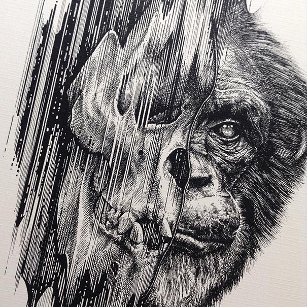 dibujos-esqueletos-animales-paul-jackson (8)
