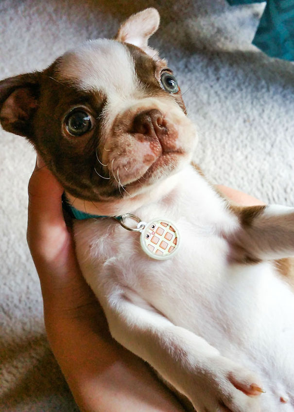 divertidos-collares-identificativos-mascotas (11)