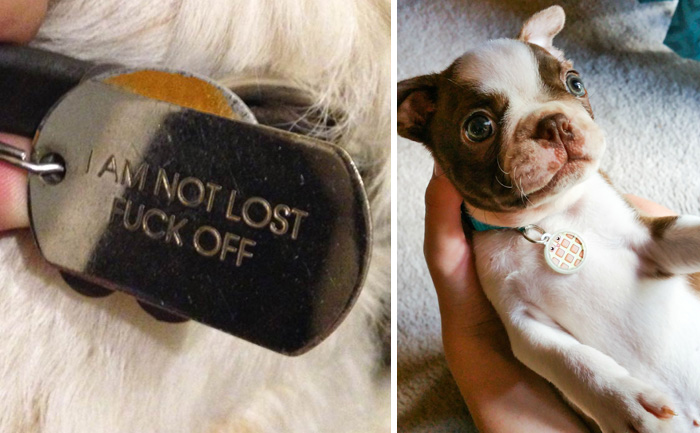 15 Divertidos collares identificativos para mascotas con tendencia a perderse