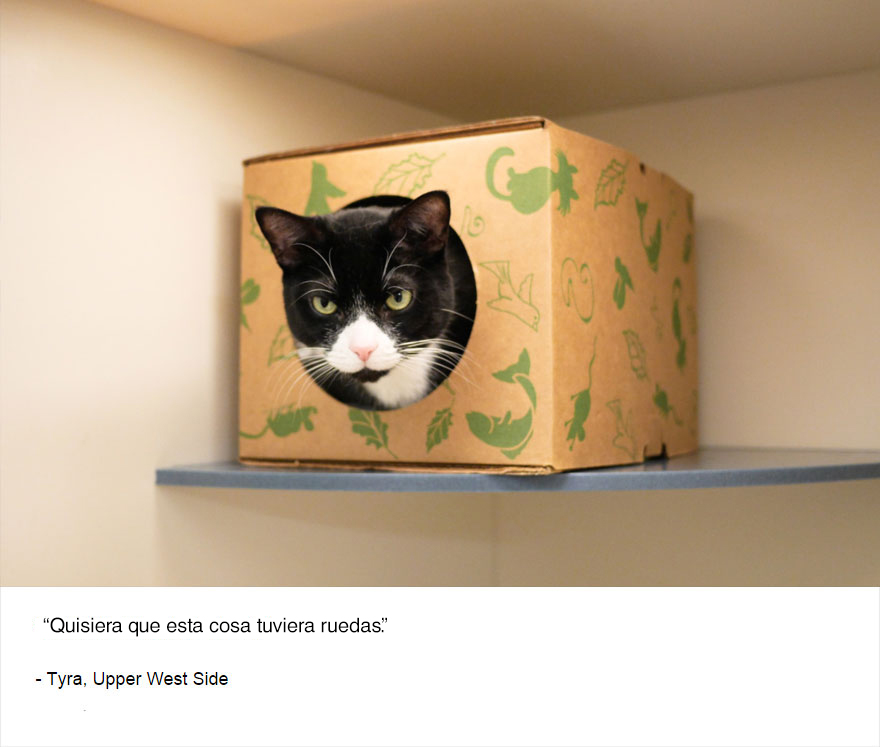 felinos-de-nueva-york-blog-jim-tews-1