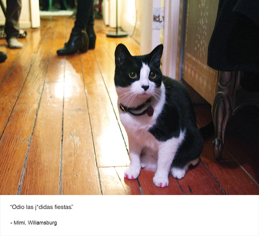 felinos-de-nueva-york-blog-jim-tews-10