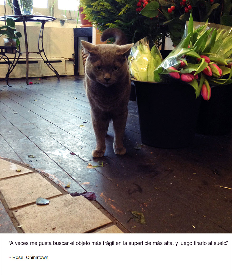 felinos-de-nueva-york-blog-jim-tews-11