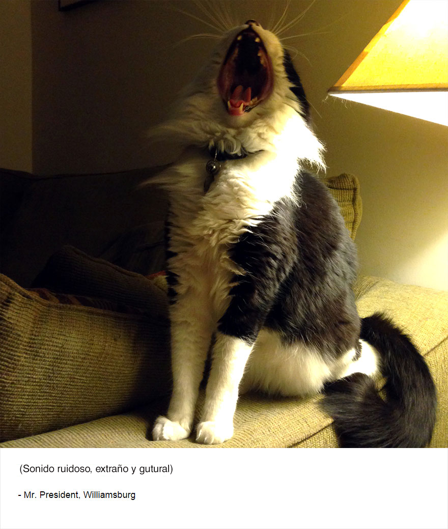 felinos-de-nueva-york-blog-jim-tews-13