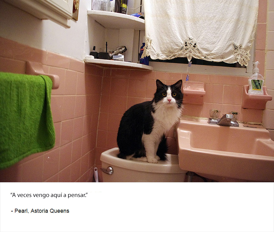 felinos-de-nueva-york-blog-jim-tews-14