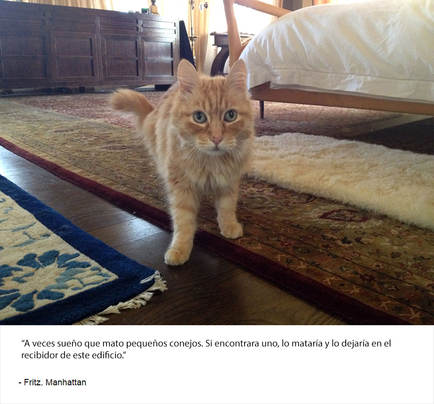 felinos-de-nueva-york-blog-jim-tews-15