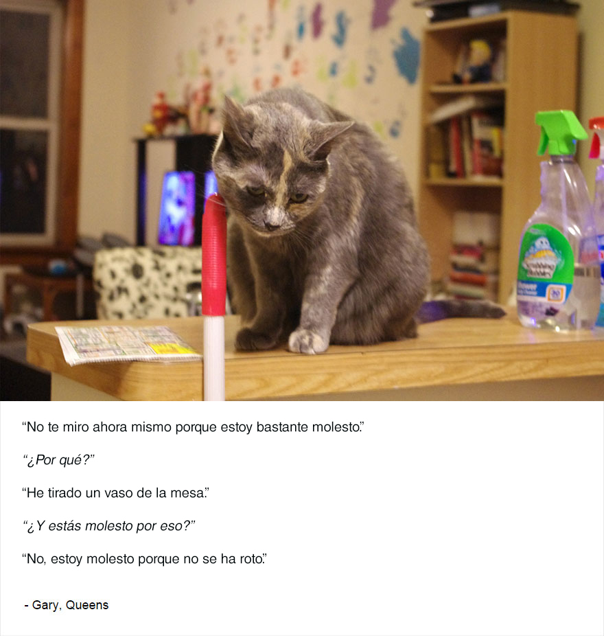 felinos-de-nueva-york-blog-jim-tews-2