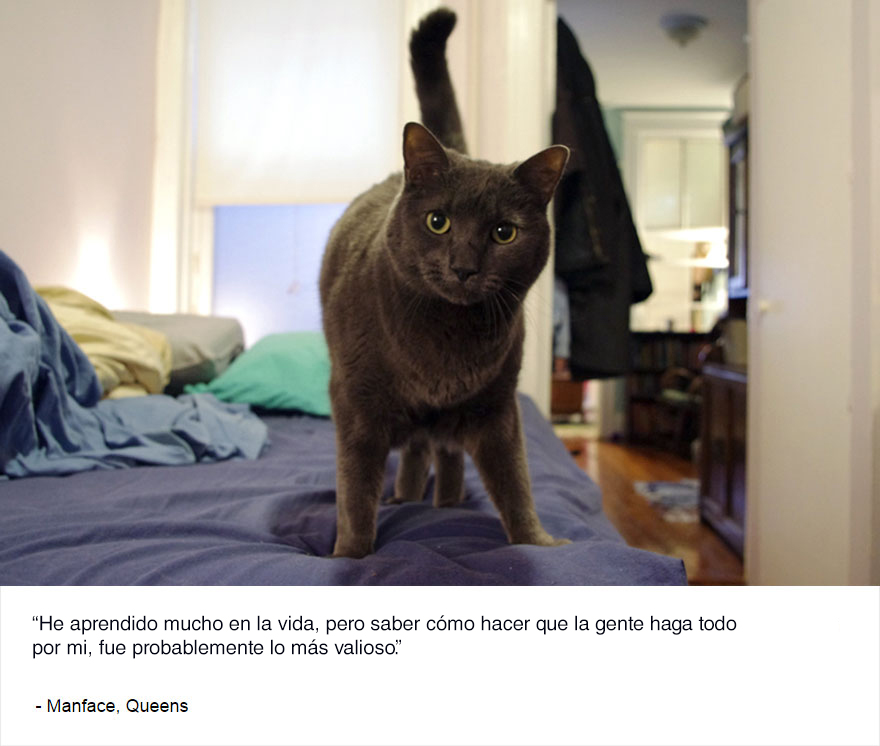 felinos-de-nueva-york-blog-jim-tews-4