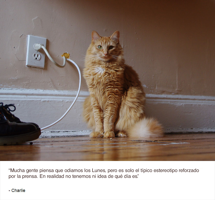felinos-de-nueva-york-blog-jim-tews-5