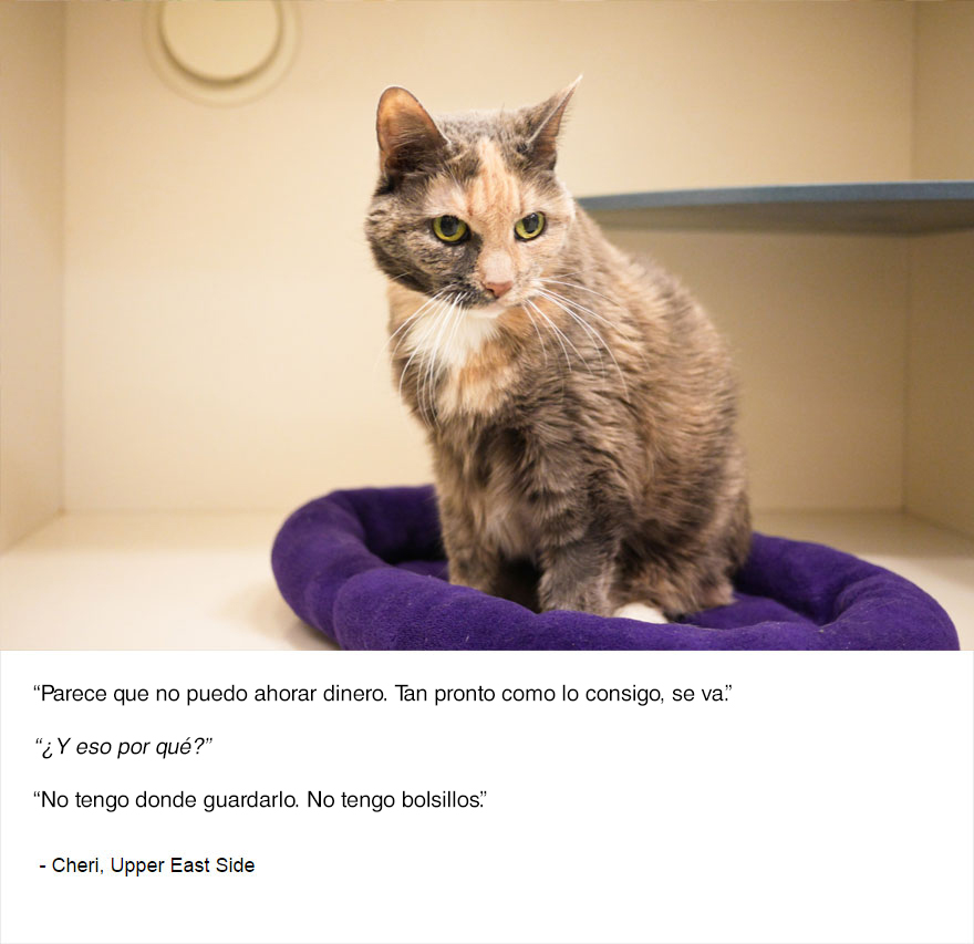 felinos-de-nueva-york-blog-jim-tews-7