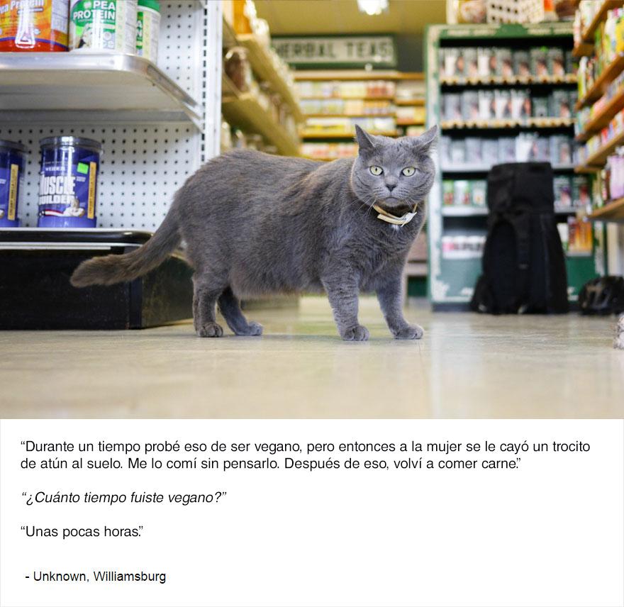 felinos-de-nueva-york-blog-jim-tews-8