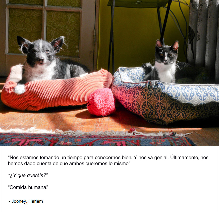 felinos-de-nueva-york-blog-jim-tews-9