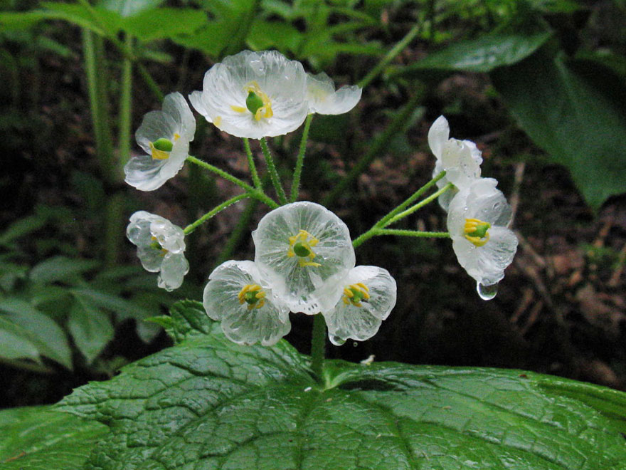 flor-esqueleto-petalos-transparentes-lluvia-diphylleia-grayi (7)
