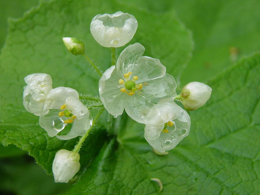 flor-esqueleto-petalos-transparentes-lluvia-diphylleia-grayi (8)