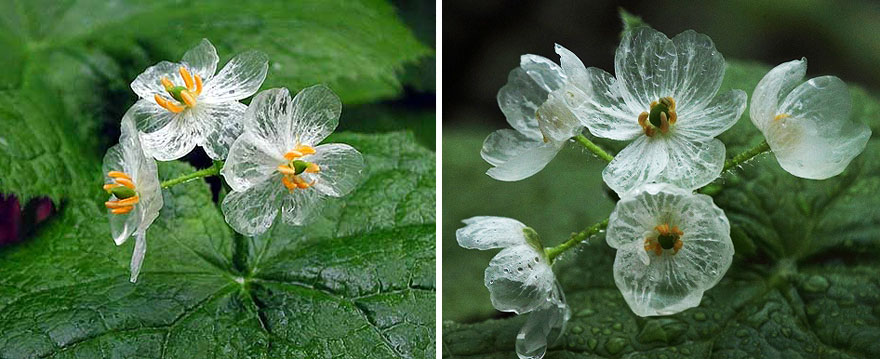 flor-esqueleto-petalos-transparentes-lluvia-diphylleia-grayi (9)