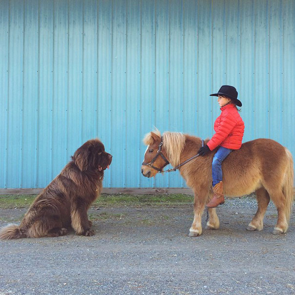 fotos-amistad-hijo-julian-perros-caballo-stasha-becker (12)