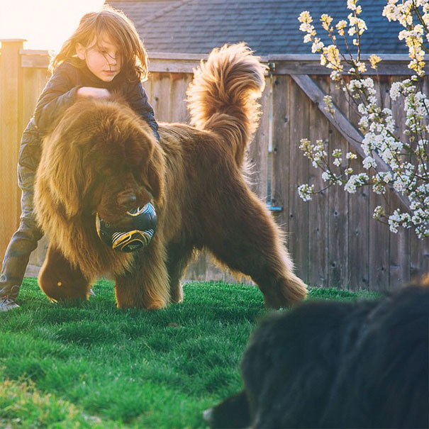 fotos-amistad-hijo-julian-perros-caballo-stasha-becker (9)