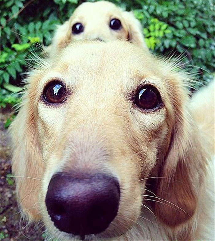 fotos-padres-perros-cachorros (12)