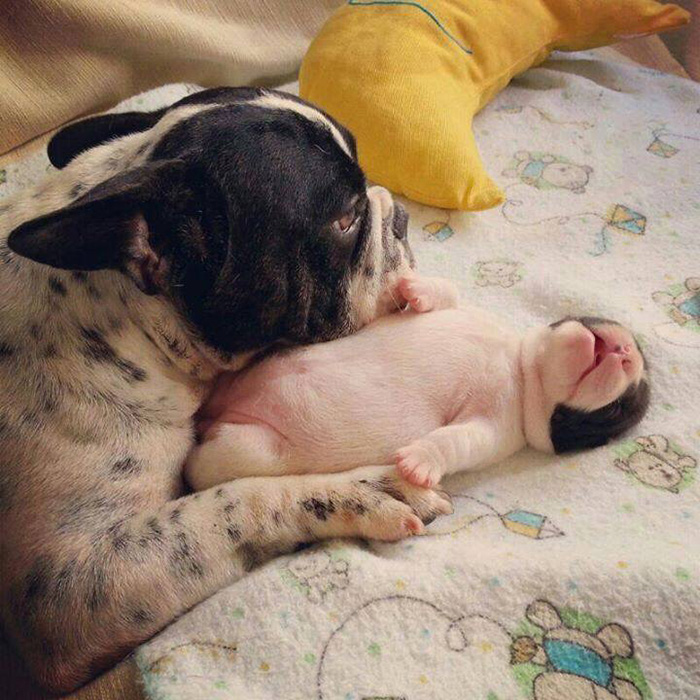 fotos-padres-perros-cachorros (13)