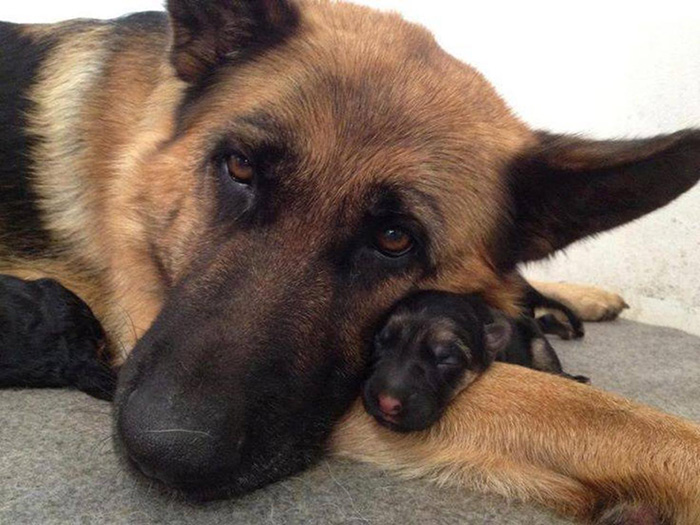 fotos-padres-perros-cachorros (14)
