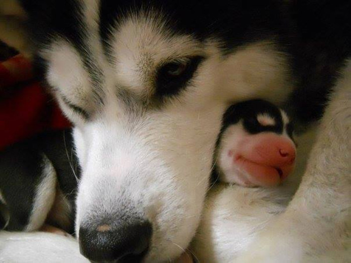 fotos-padres-perros-cachorros (15)