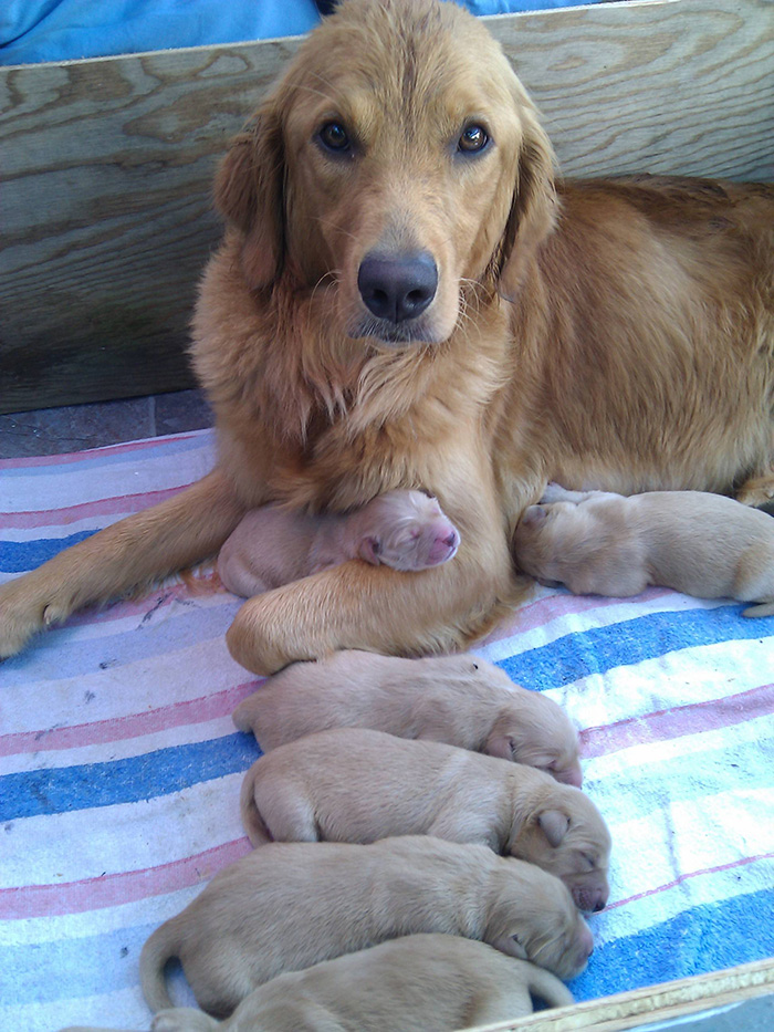 fotos-padres-perros-cachorros (17)
