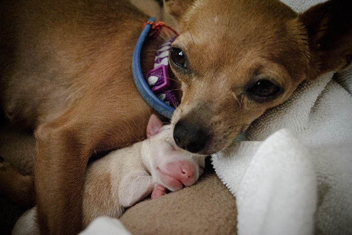 fotos-padres-perros-cachorros (18)