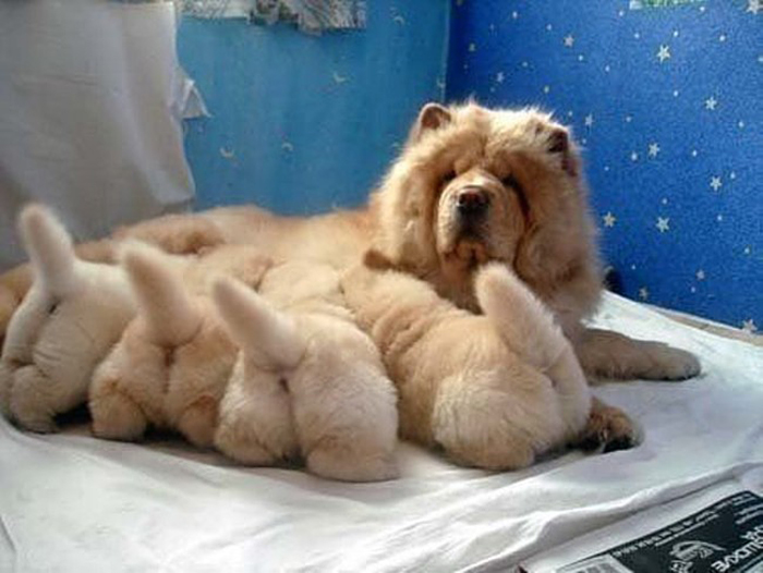 fotos-padres-perros-cachorros (22)