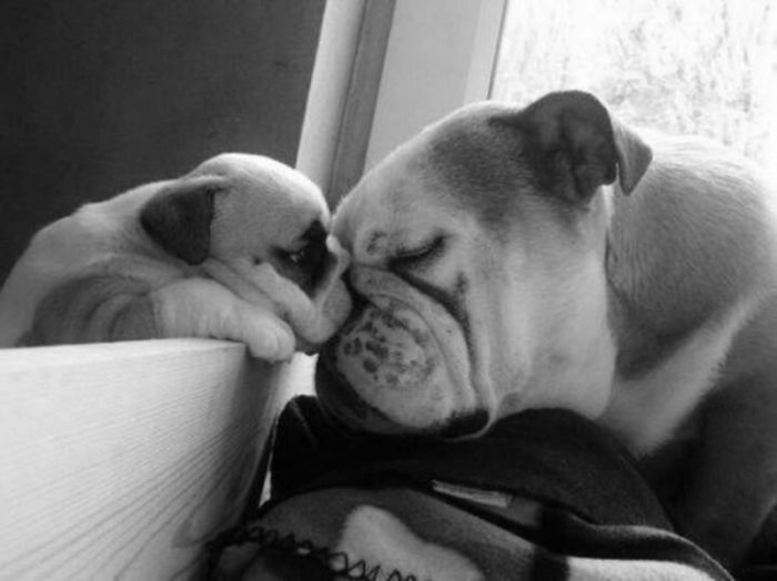 fotos-padres-perros-cachorros (23)