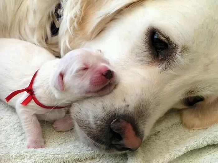 fotos-padres-perros-cachorros (24)