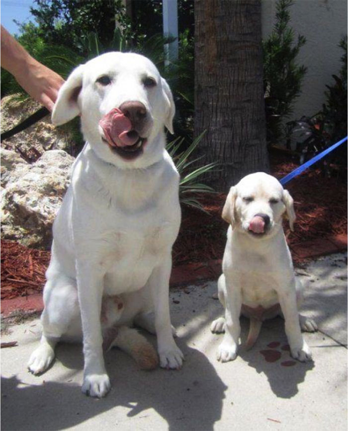 fotos-padres-perros-cachorros (6)