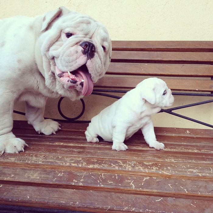 fotos-padres-perros-cachorros (8)