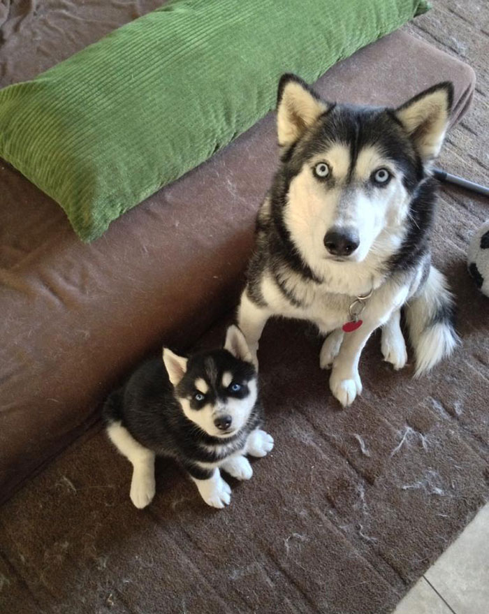 fotos-padres-perros-cachorros (9)