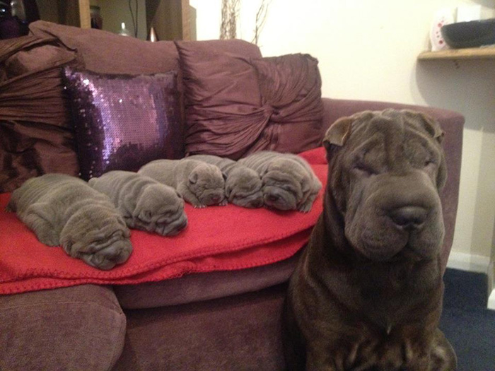 20 Perros junto a sus adorables miniyos