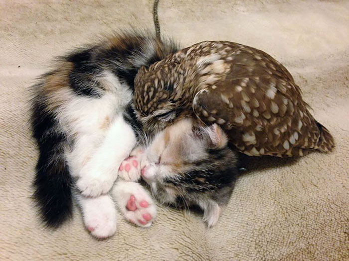 Un gatito y un polluelo de búho se convierten en mejores amigos y compañeros de siesta